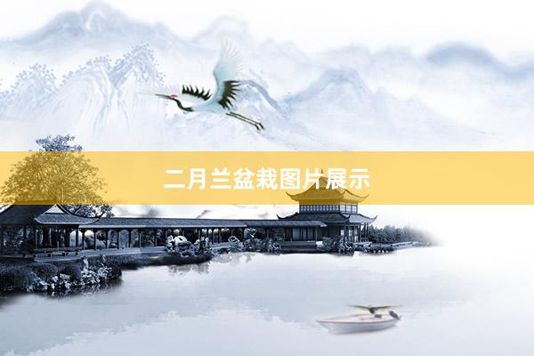 二月兰盆栽图片展示